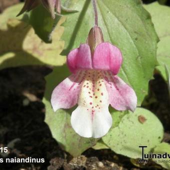 Mimulus naiandinus