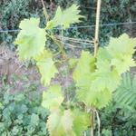 Vitis vinifera 'Nero' - 