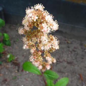 Rodgersia henrici