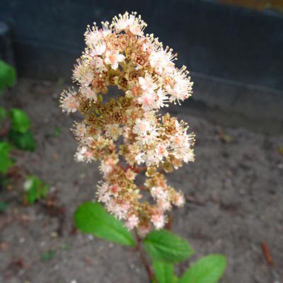 Rodgersia henrici - Rodgersia henrici