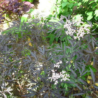 Sambucus nigra 'Black Lace'