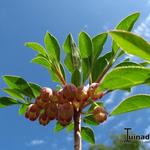 Enkianthus campanulatus - Enkianthus campanulatus