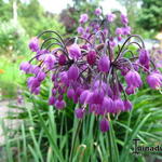 Allium cernuum 'Pink Giant' - 