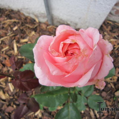 Rosa 'Eurosong' - 