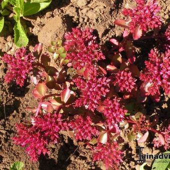 Sedum spurium 'Fuldaglut'