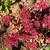 Sedum spurium 'Fuldaglut'