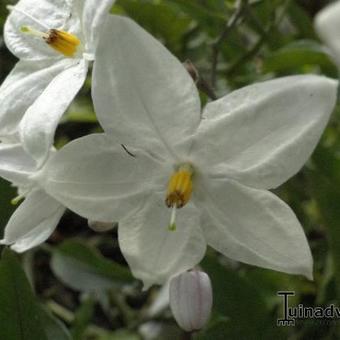 Solanum jasminoides 'Album'