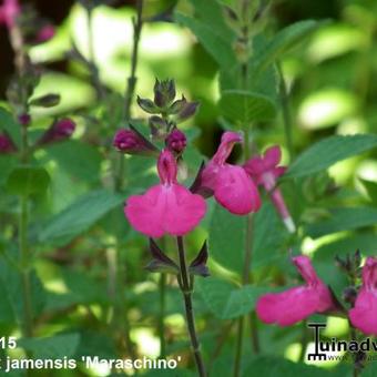 Salvia x jamensis 'Maraschino'