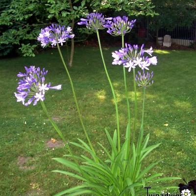 Agapanthus 'Dr Brouwer' - Agapanthus 'Dr Brouwer'