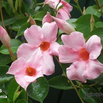 Mandevilla