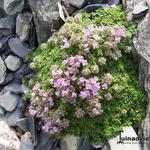 Thymus praecox 'Minor' - 