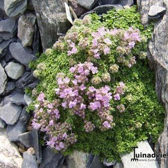 Thymus praecox 'Minor'