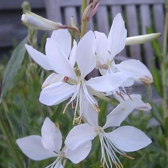 Gaura lindheimeri 'White Dove'