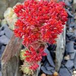 Rosularia sempervivoides - 