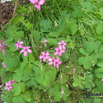 Oxalis articulata subsp. rubra