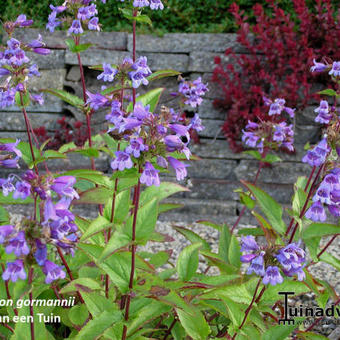 Penstemon gormanii