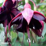 Fuchsia 'Maxima' - 