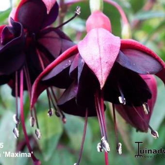 Fuchsia 'Maxima'