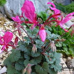 Pelargonium endlicherianum - 