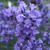 Lavandula angustifolia 'Essence Purple'