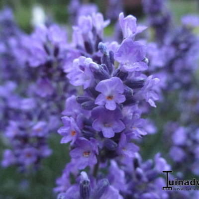 Lavandula angustifolia 'Essence Purple' - Lavandula angustifolia 'Essence Purple'