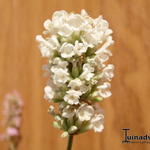 Lavandula angustifolia `Felice White` - 