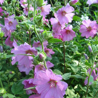 Lavatera x clementii 'Rosea'