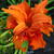 Hemerocallis fulva 'Flore Pleno'