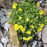 Potentilla eriocarpa - 