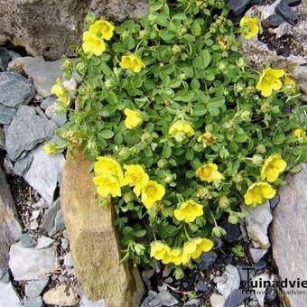 Potentilla eriocarpa