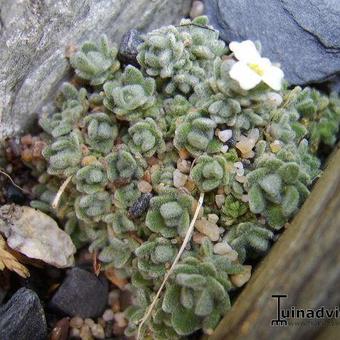 Draba ossetica racemosa