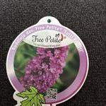 Buddleja davidii FREE PETITE 'Dark Pink' - 