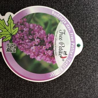 Buddleja davidii FREE PETITE 'Dark Pink'