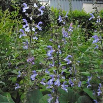 Salvia forsskaolei