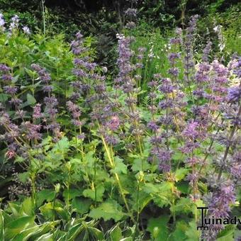 Salvia verticillata 'Purple Rain'