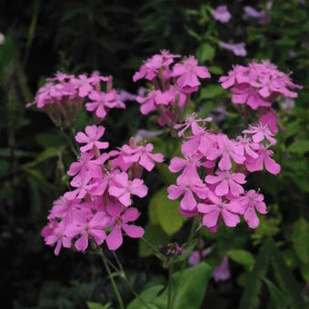 Silene armeria