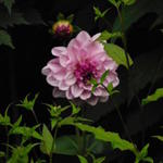 Dahlia 'Creme de Cassis' - 