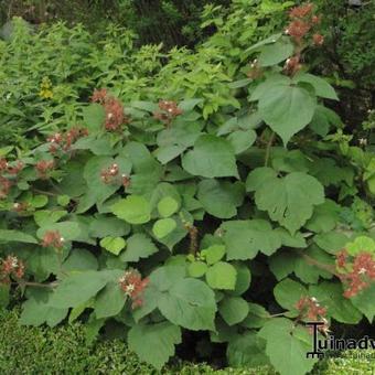 Rubus phoenicolasius