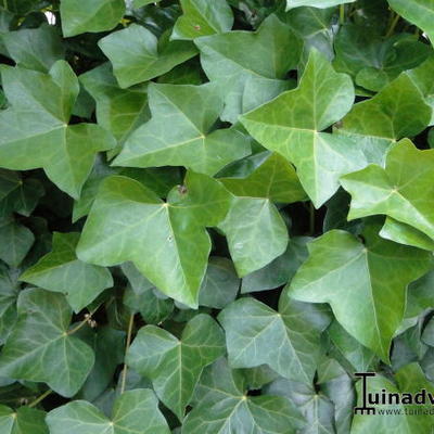 Hedera helix subsp. hibernica - 