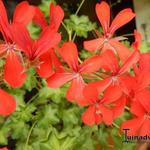 Pelargonium Villetta 'Orange' - 