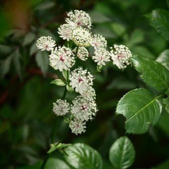 Astrantia major 'Star Of Billion'