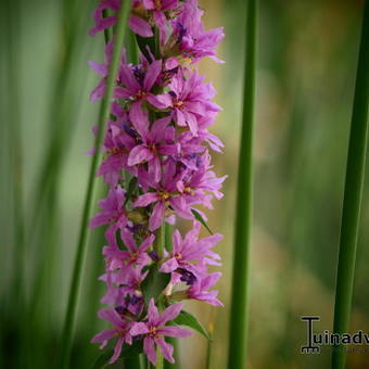 Lythrum salicaria