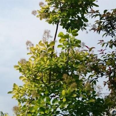 Cotinus coggygria 'Golden Spirit'