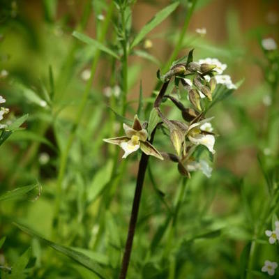 Épipactis des marais - Epipactis palustris