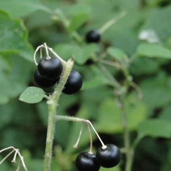 Solanum nigrum subsp. nigrum