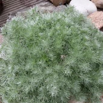 Artemisia schmidtiana 'Nana'