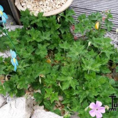 Geranium wallichianum 'Rainbow' - 