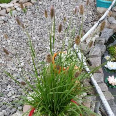 Pennisetum massaicum 'Red Bunny Tails' - 