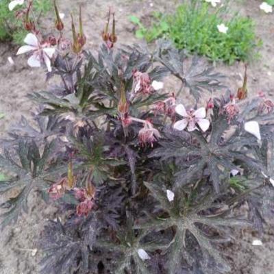 Geranium pratense 'Purple Ghost' - 