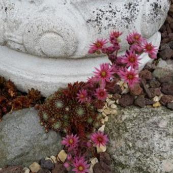 Sempervivum pittonii